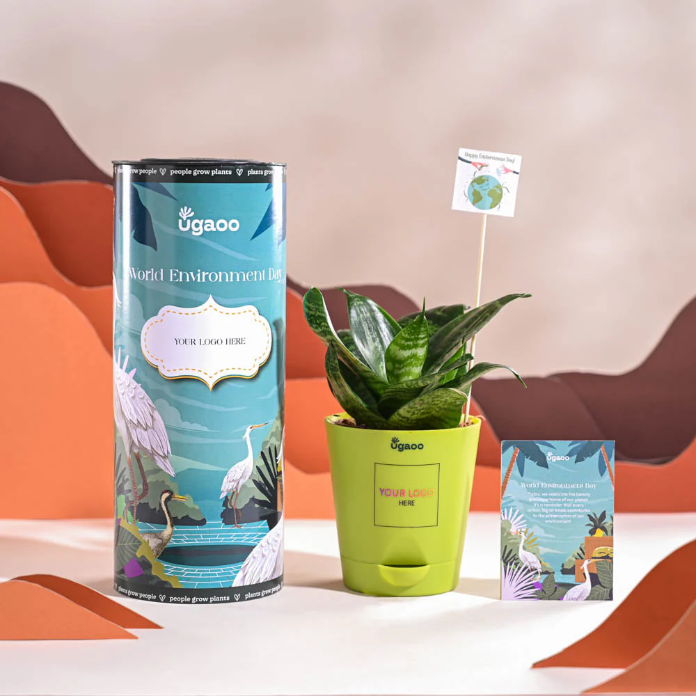 Snake Plant - Green For Environment Day Gifting - Image 14