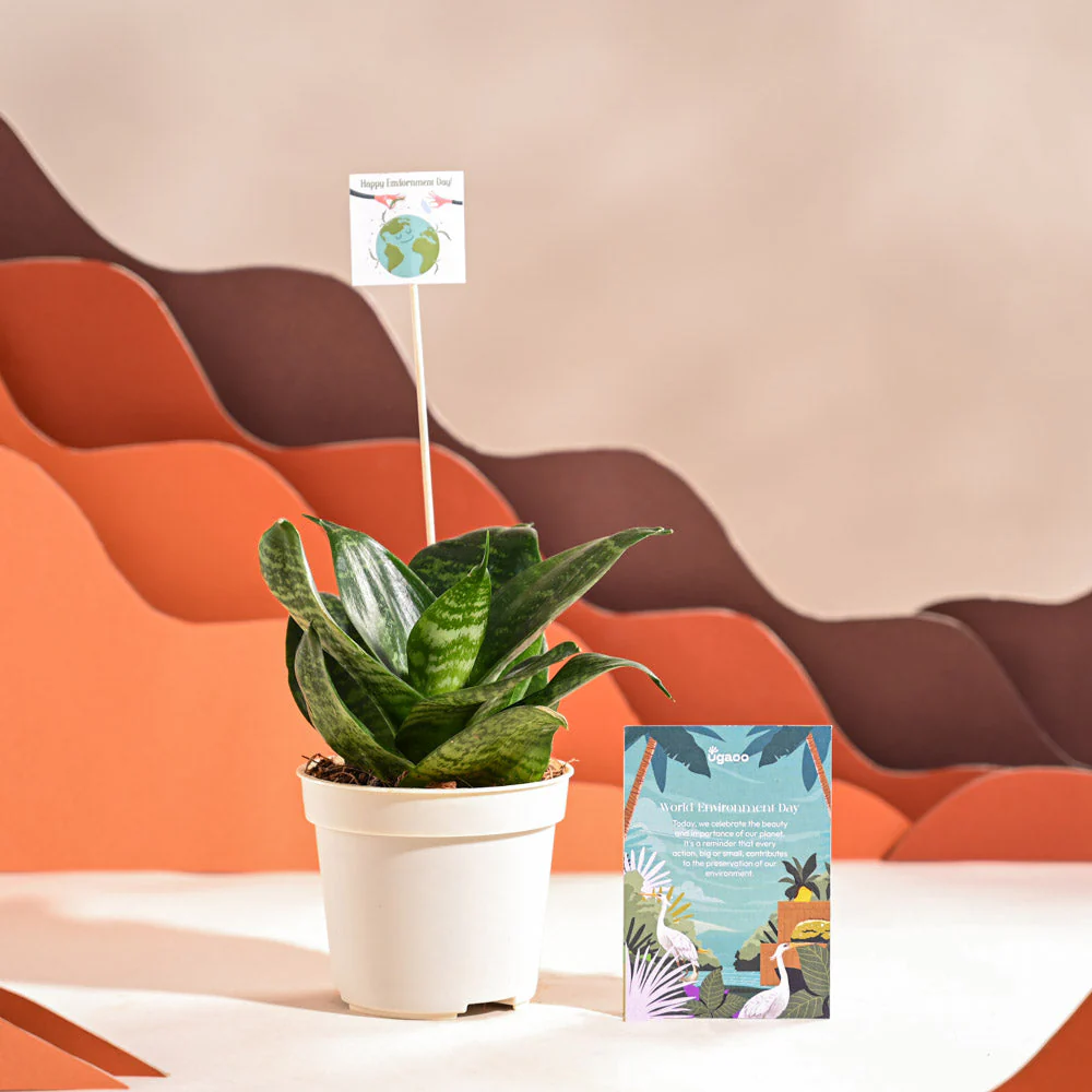 Snake Plant - Green For Environment Day Gifting - Image 15