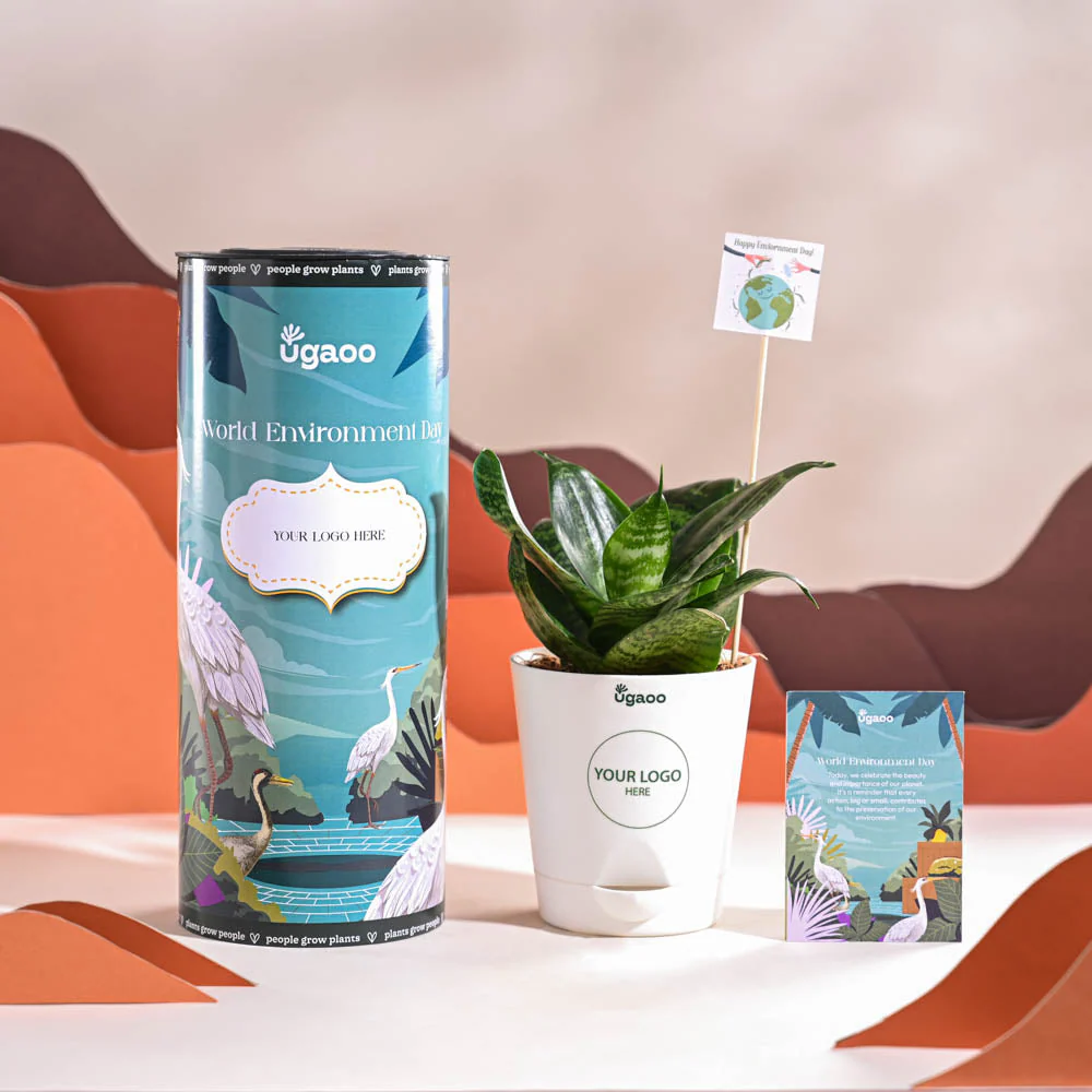 Snake Plant - Green For Environment Day Gifting - Image 2