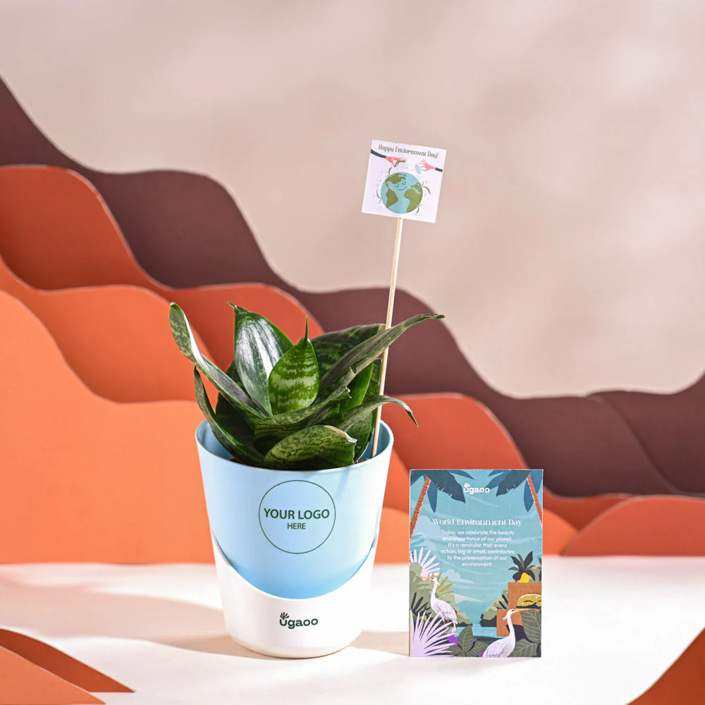 Snake Plant - Green For Environment Day Gifting - Image 20