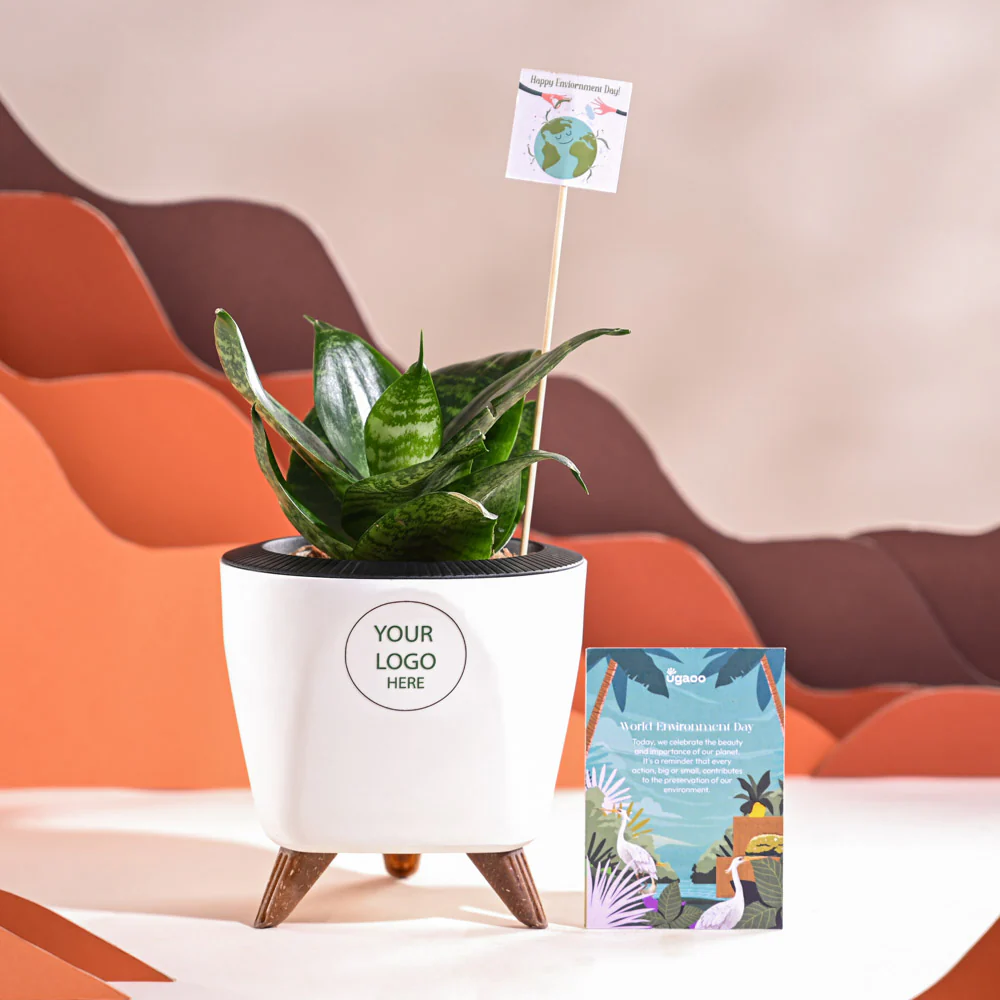 Snake Plant - Green For Environment Day Gifting - Image 38