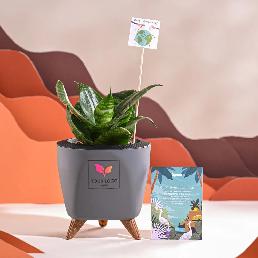 Snake Plant - Green For Environment Day Gifting - Image 44