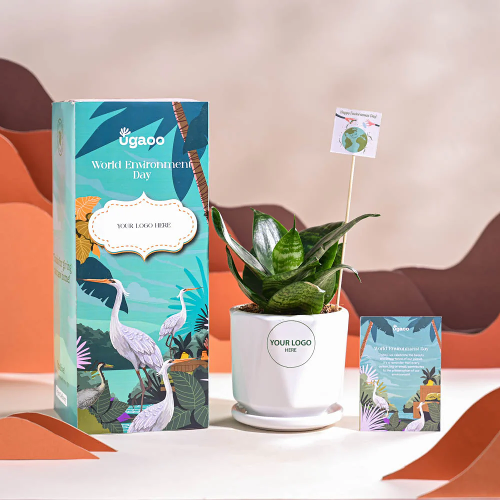 Snake Plant - Green For Environment Day Gifting - Image 50