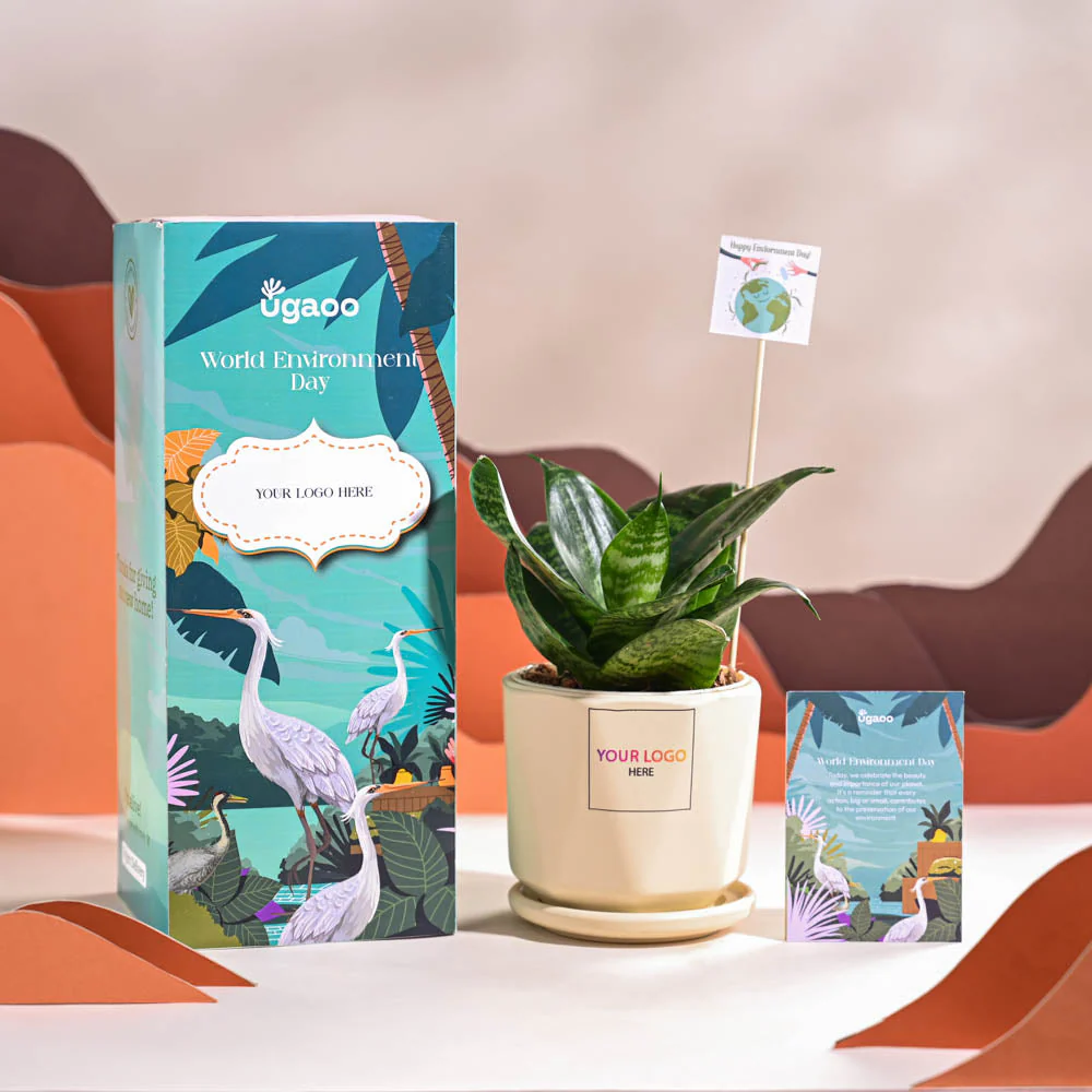 Snake Plant - Green For Environment Day Gifting - Image 62