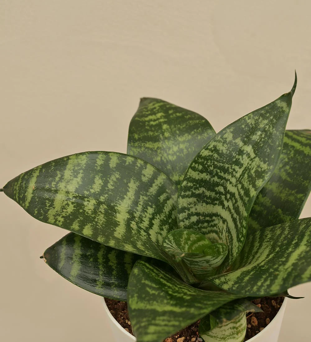 Snake Plant - Green Gift Hamper - Image 3