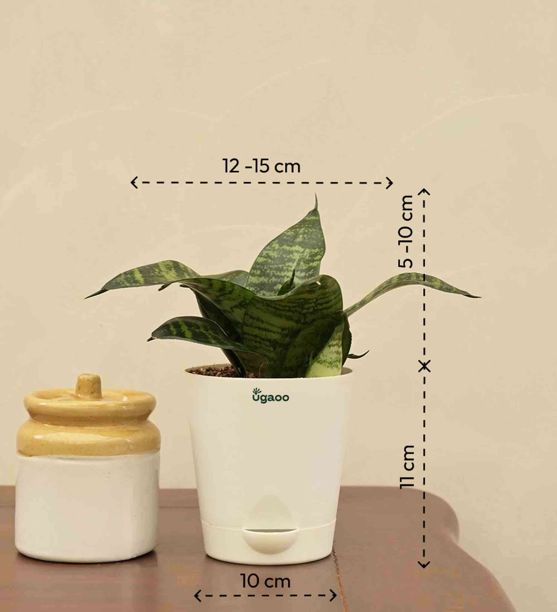 Snake Plant - Green Gift Hamper - Image 4