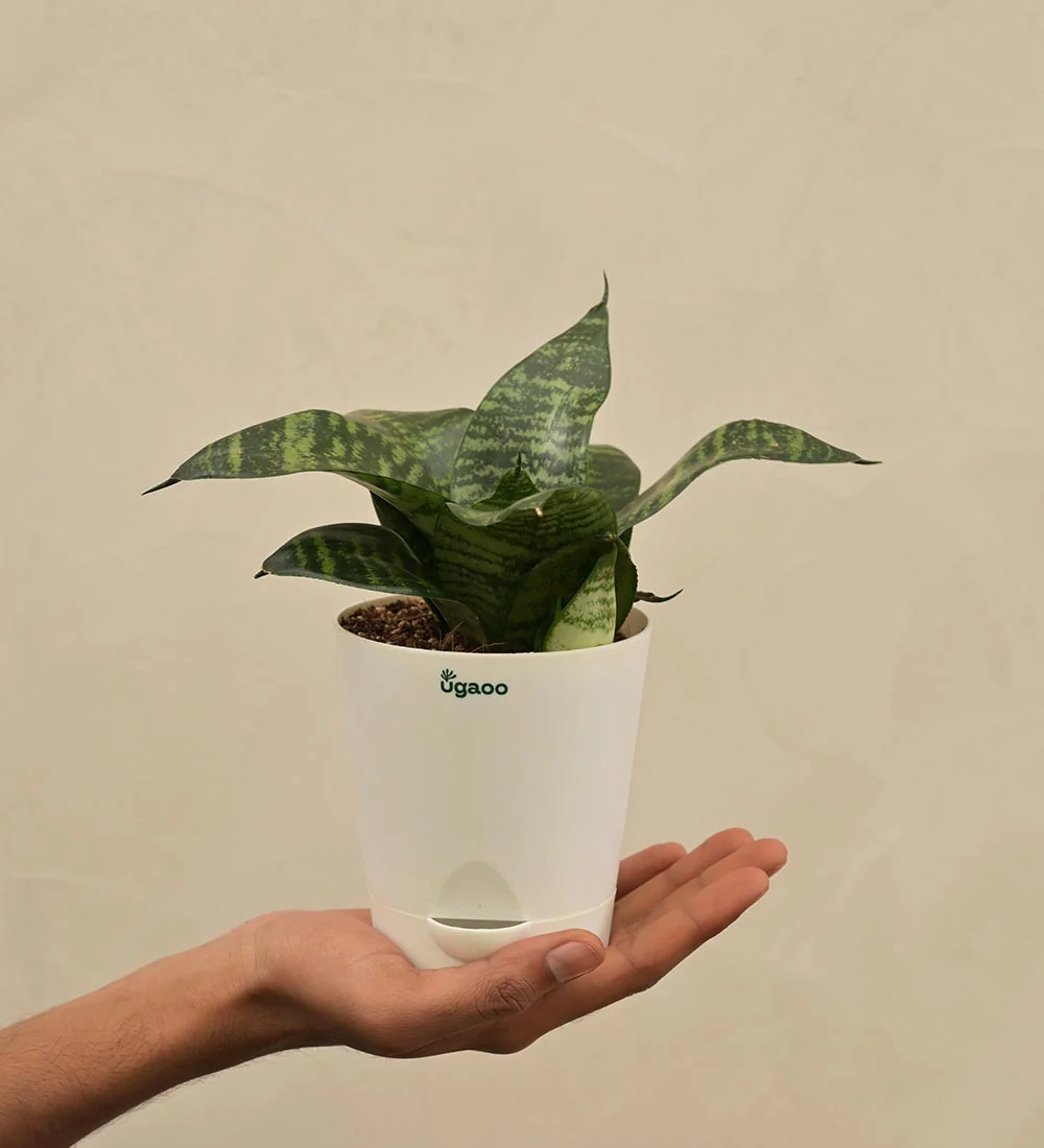 Snake Plant - Green Gift Hamper - Image 5