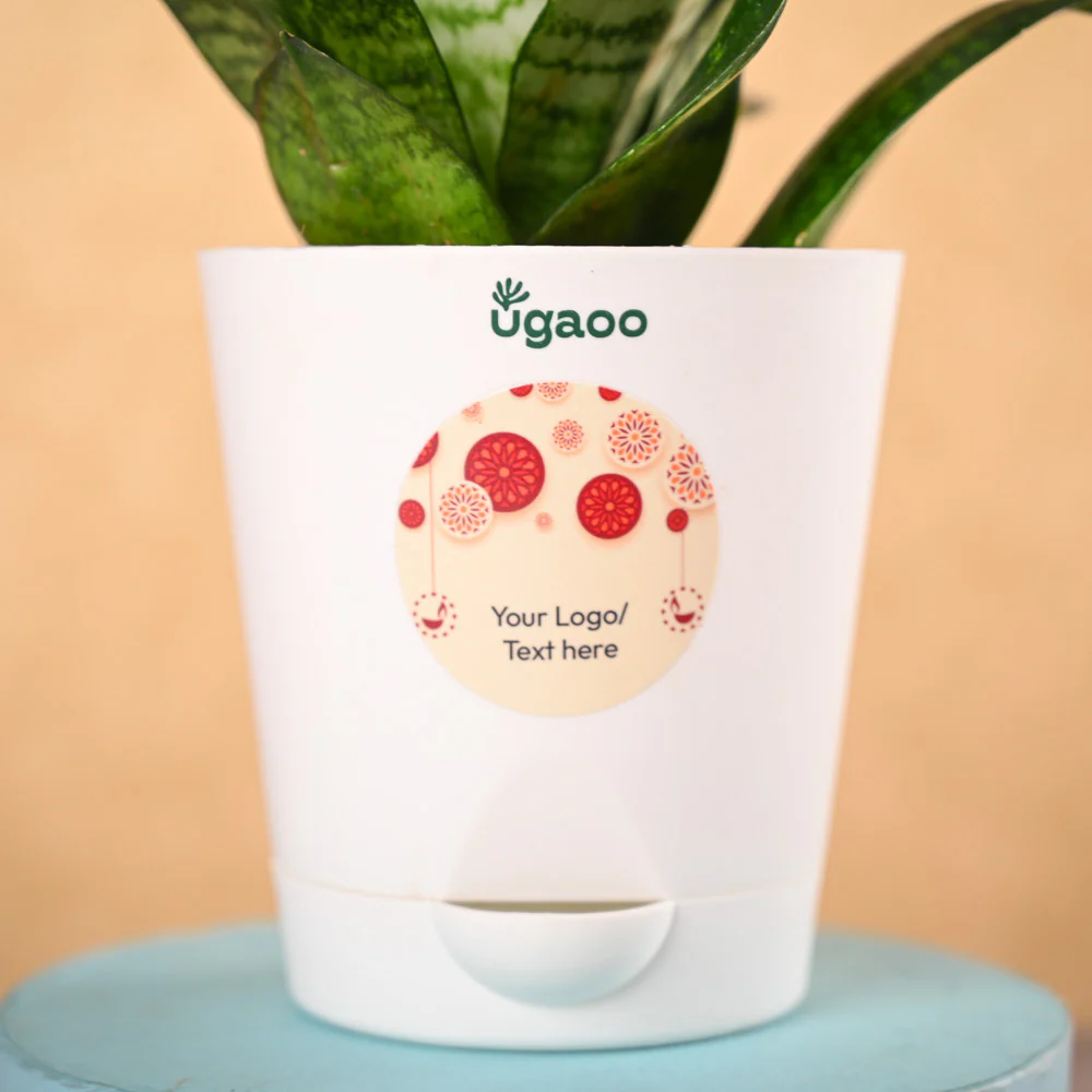 Snake Plant - Green & Nutki Gift Hamper - Image 3