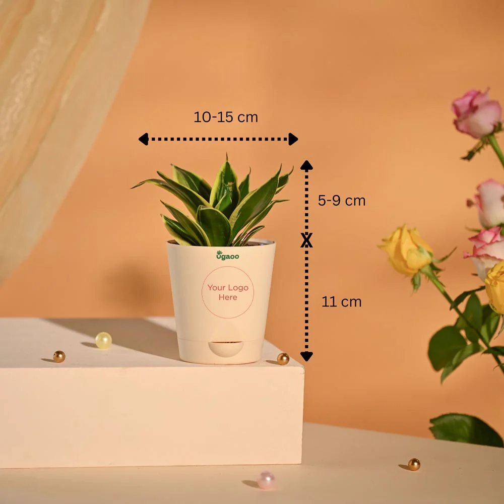 Snake Plant Premium Executive New Year Hamper - Image 13