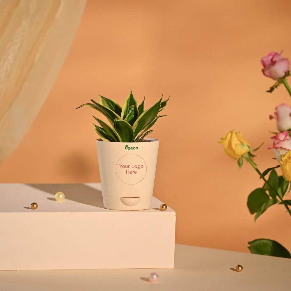 Snake Plant Premium Executive New Year Hamper - Image 3