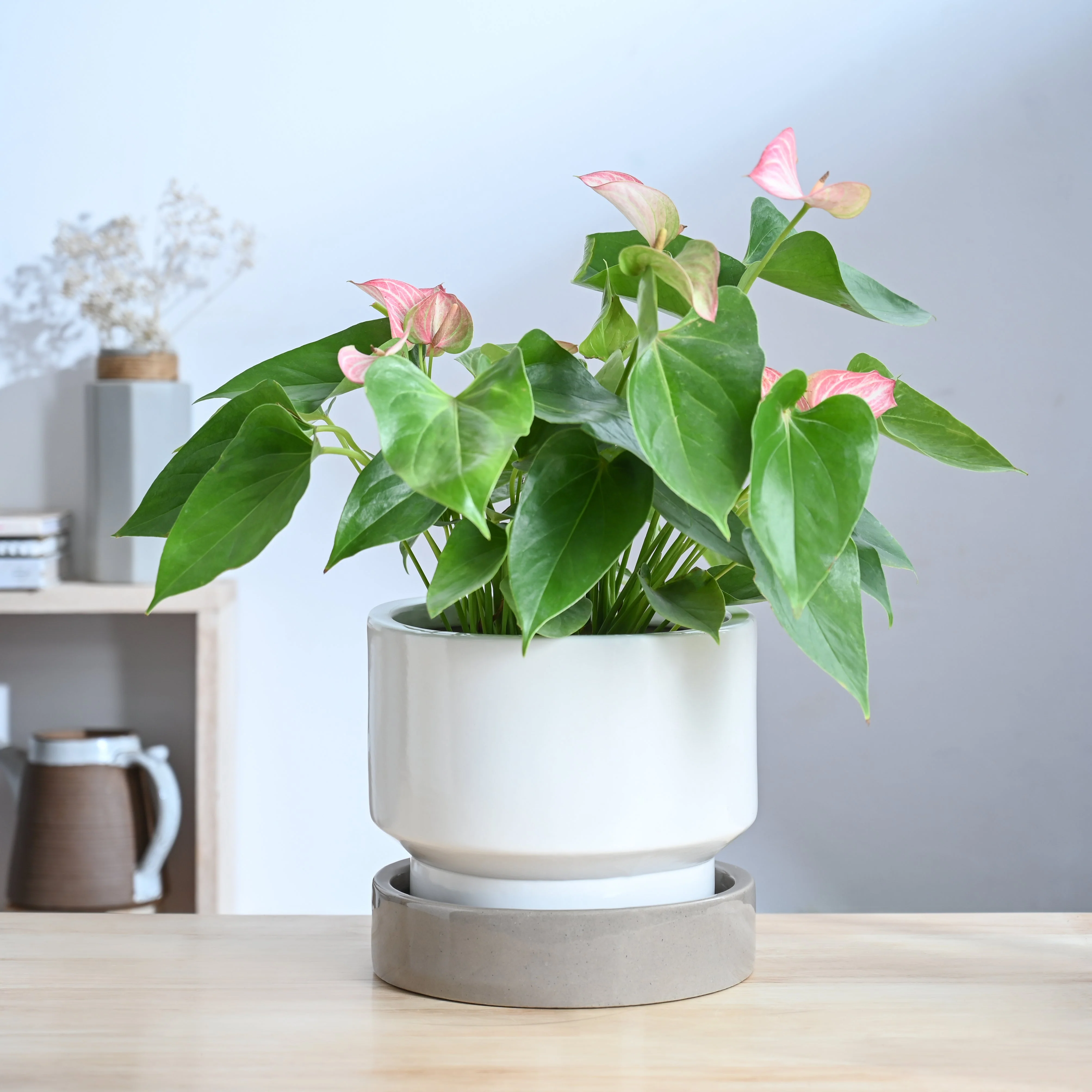 Soothing Rains Ceramic Planters - Image 33