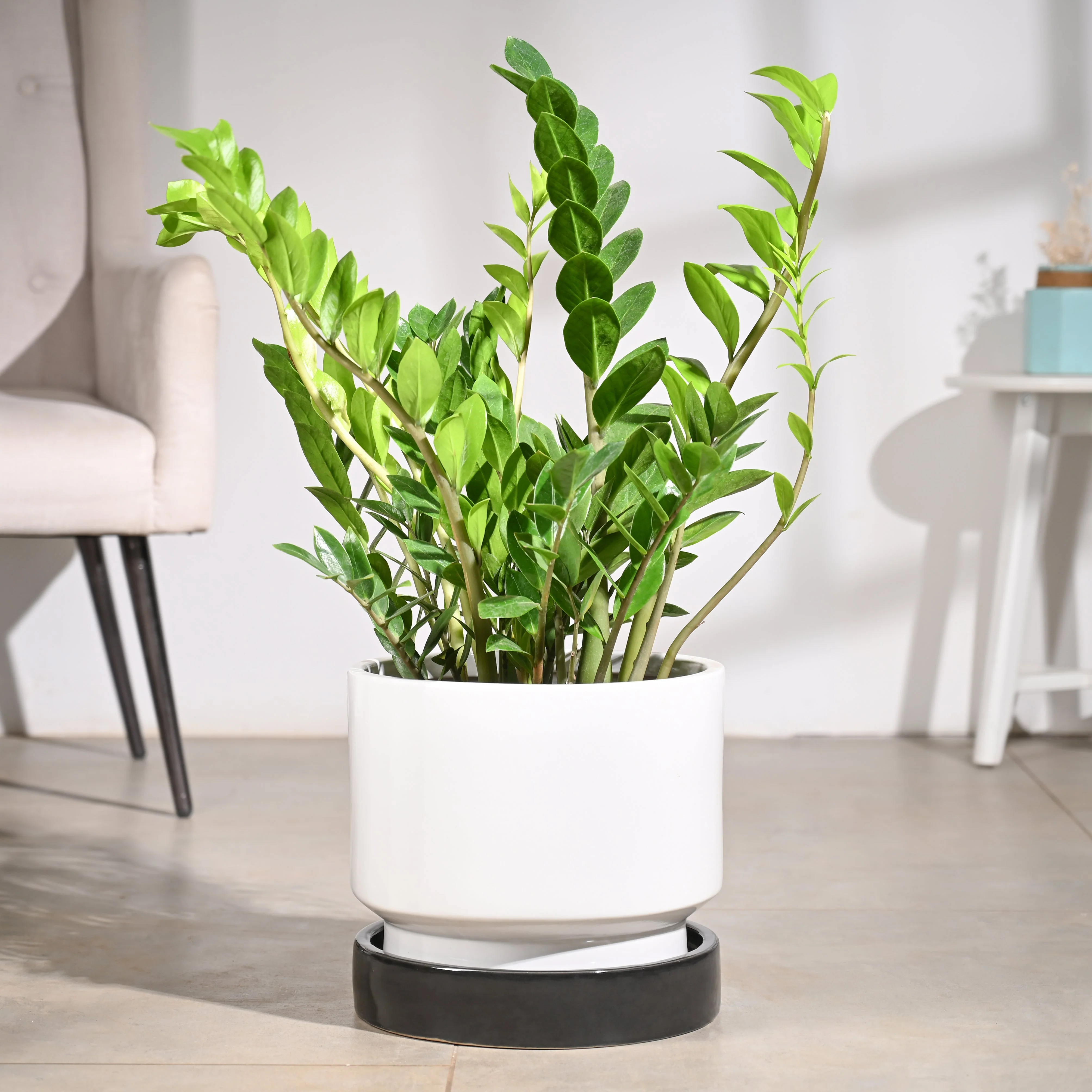 Soothing Rains Ceramic Planters - Image 65