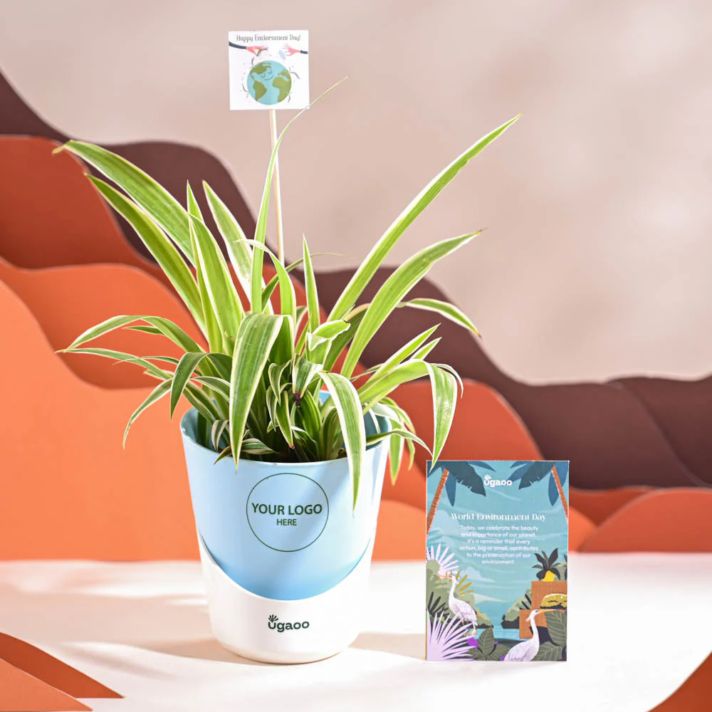 Spider Plant For Environment Day Gifting - Image 19
