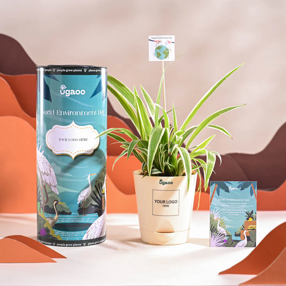 Spider Plant For Environment Day Gifting - Image 2