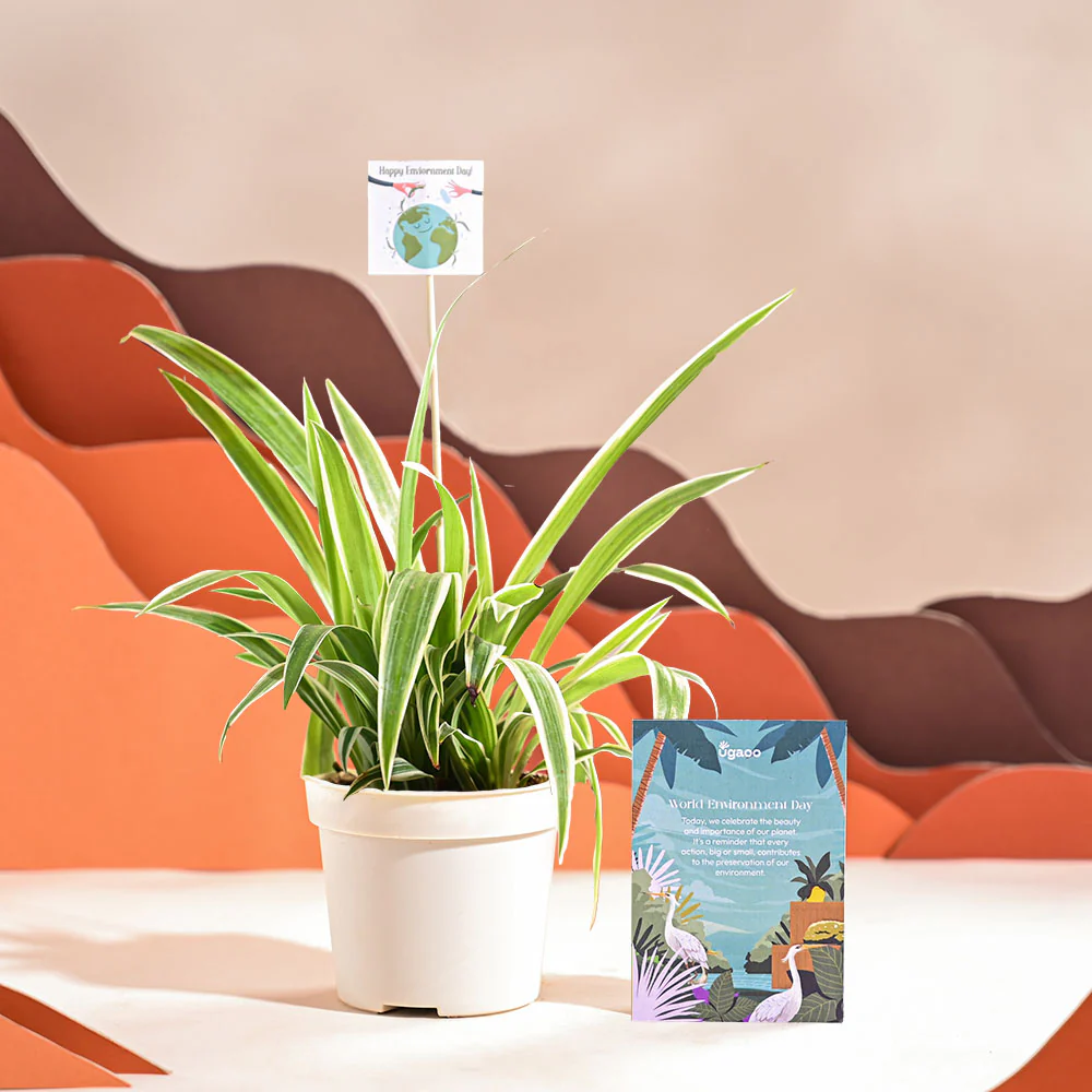 Spider Plant For Environment Day Gifting - Image 20