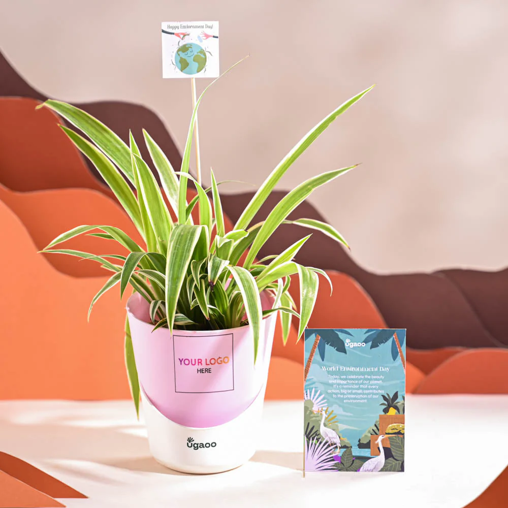 Spider Plant For Environment Day Gifting - Image 25