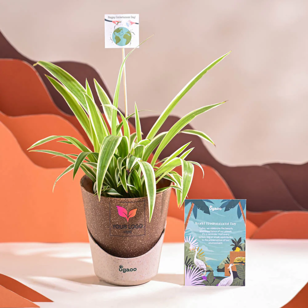 Spider Plant For Environment Day Gifting - Image 31