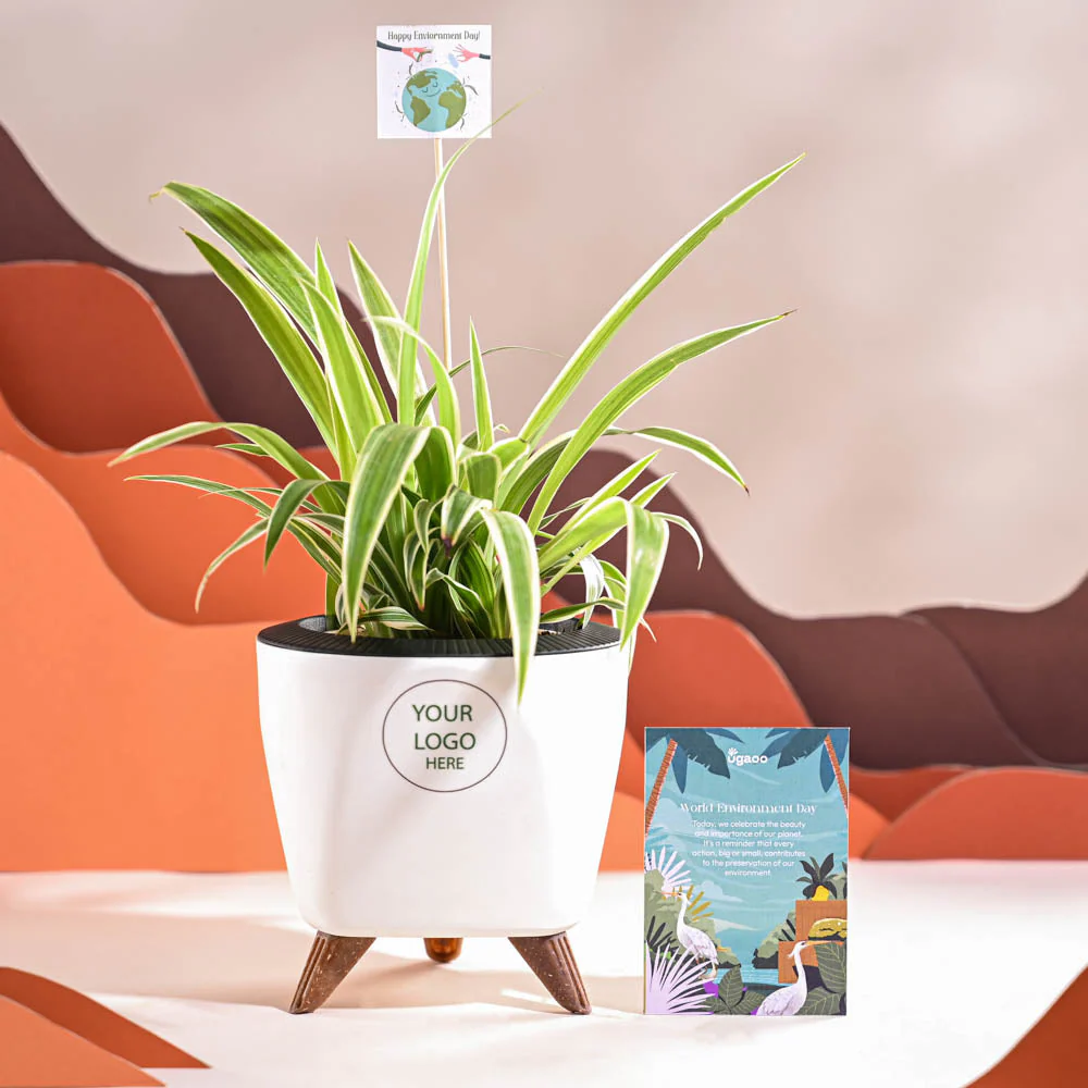 Spider Plant For Environment Day Gifting - Image 37