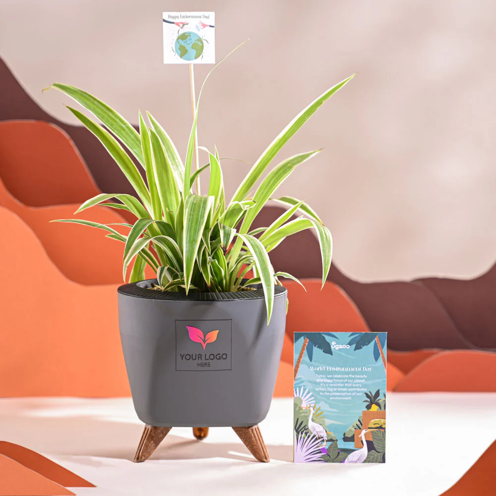 Spider Plant For Environment Day Gifting - Image 43