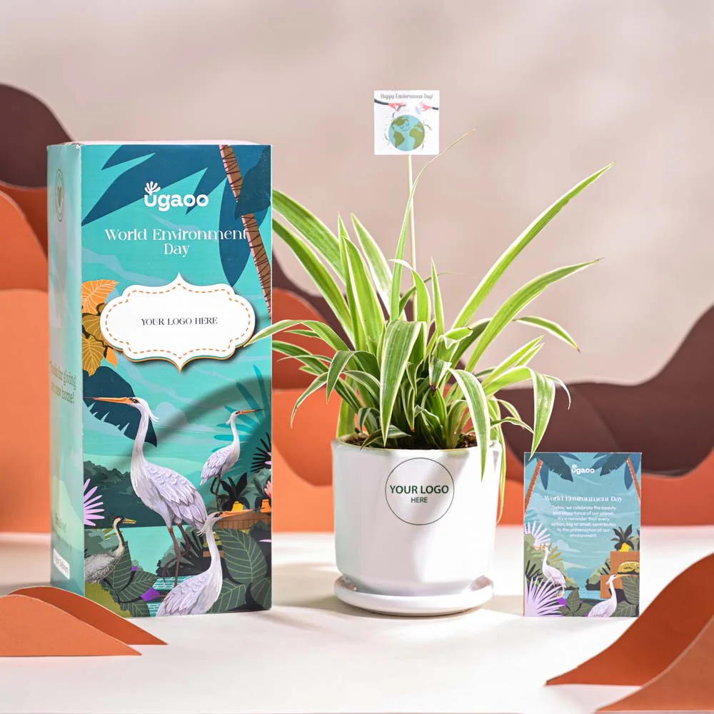 Spider Plant For Environment Day Gifting - Image 49