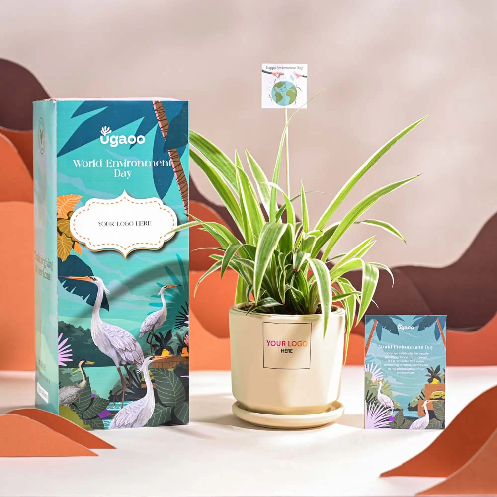 Spider Plant For Environment Day Gifting - Image 61