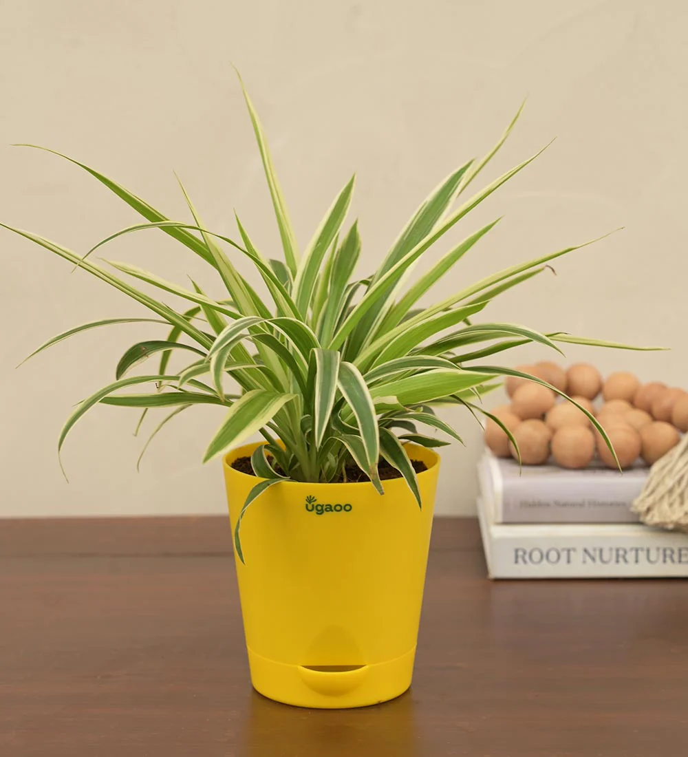 Spider Plant For Environment Day Gifting - Image 3