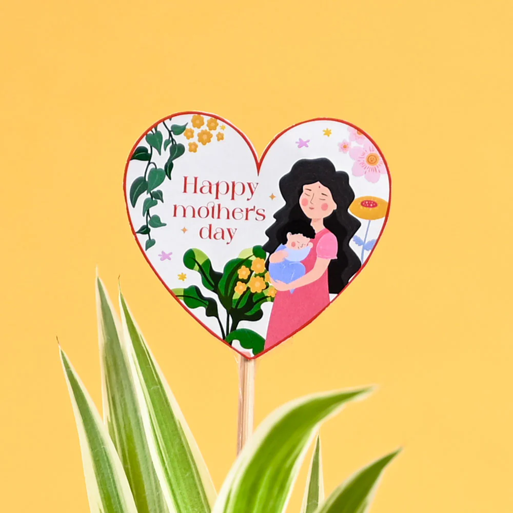 Spider Plant For Mother's Day Gifting - Image 3