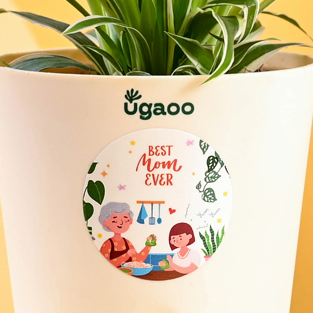 Spider Plant For Mother's Day Gifting - Image 4