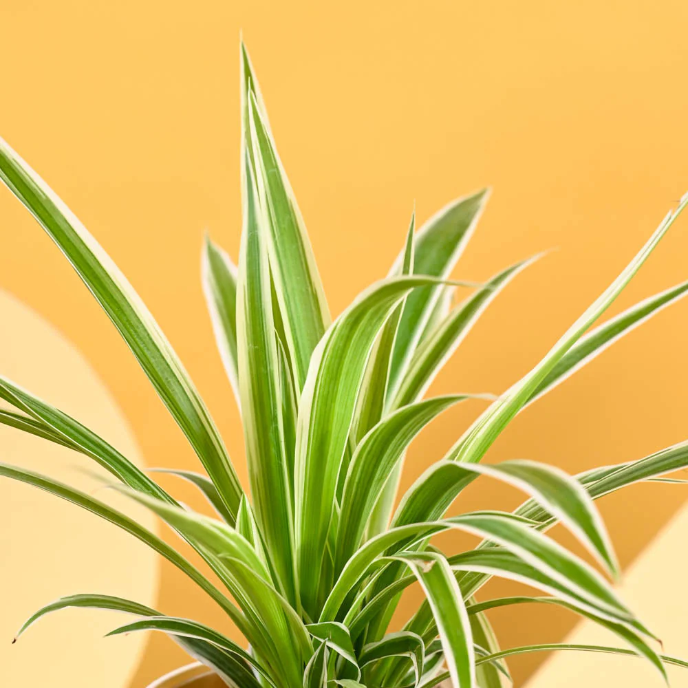 Spider Plant For Mother's Day Gifting - Image 6