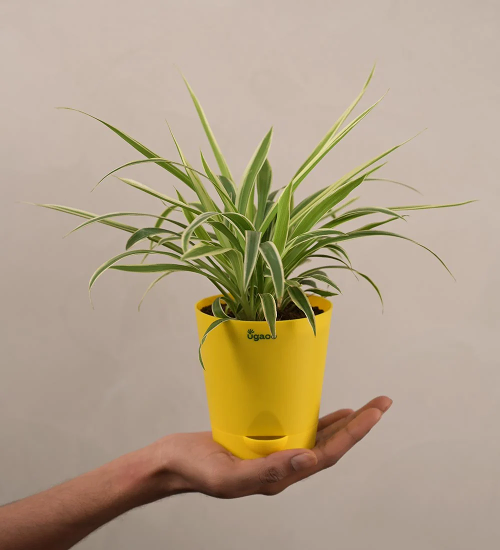 Spider Plant Gift Hamper - Image 4