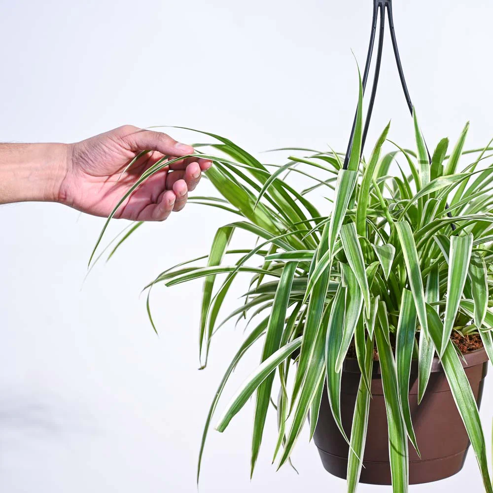 Spider Plant With Hanging Pot - Image 3