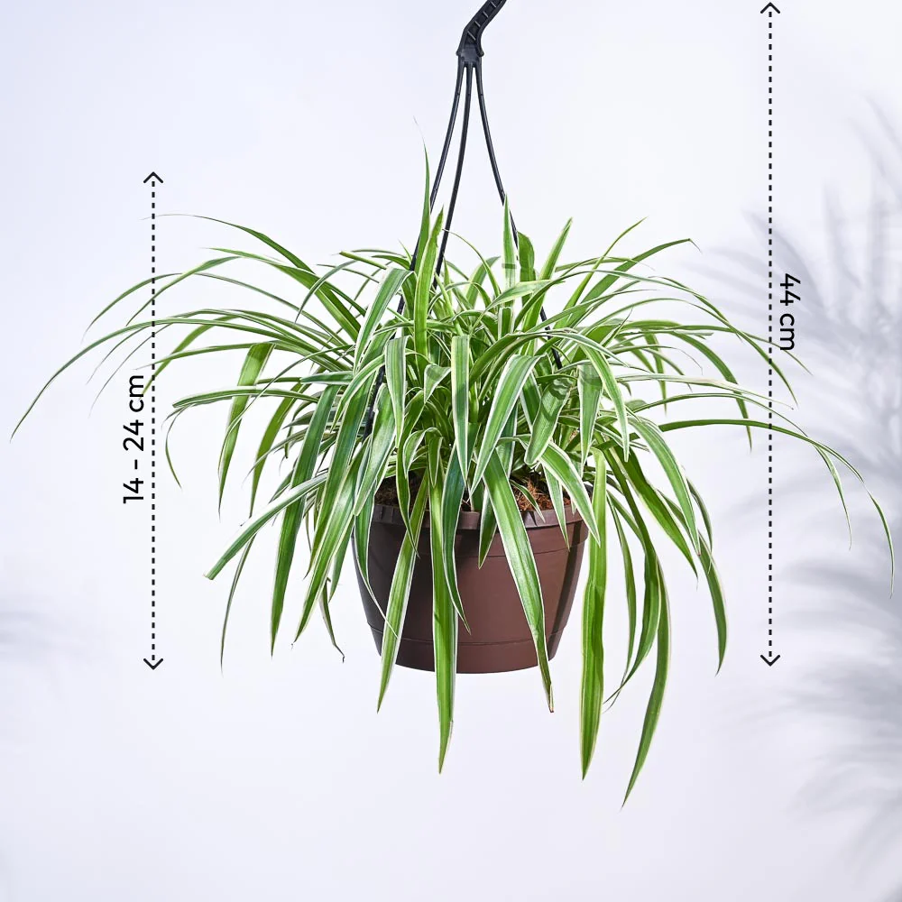 Spider Plant With Hanging Pot - Image 4