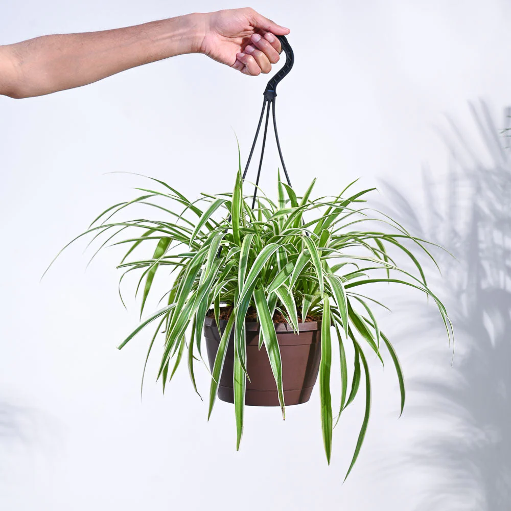 Spider Plant With Hanging Pot - Image 5