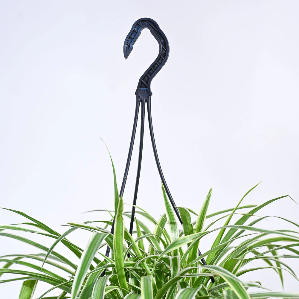 Spider Plant With Hanging Pot - Image 6