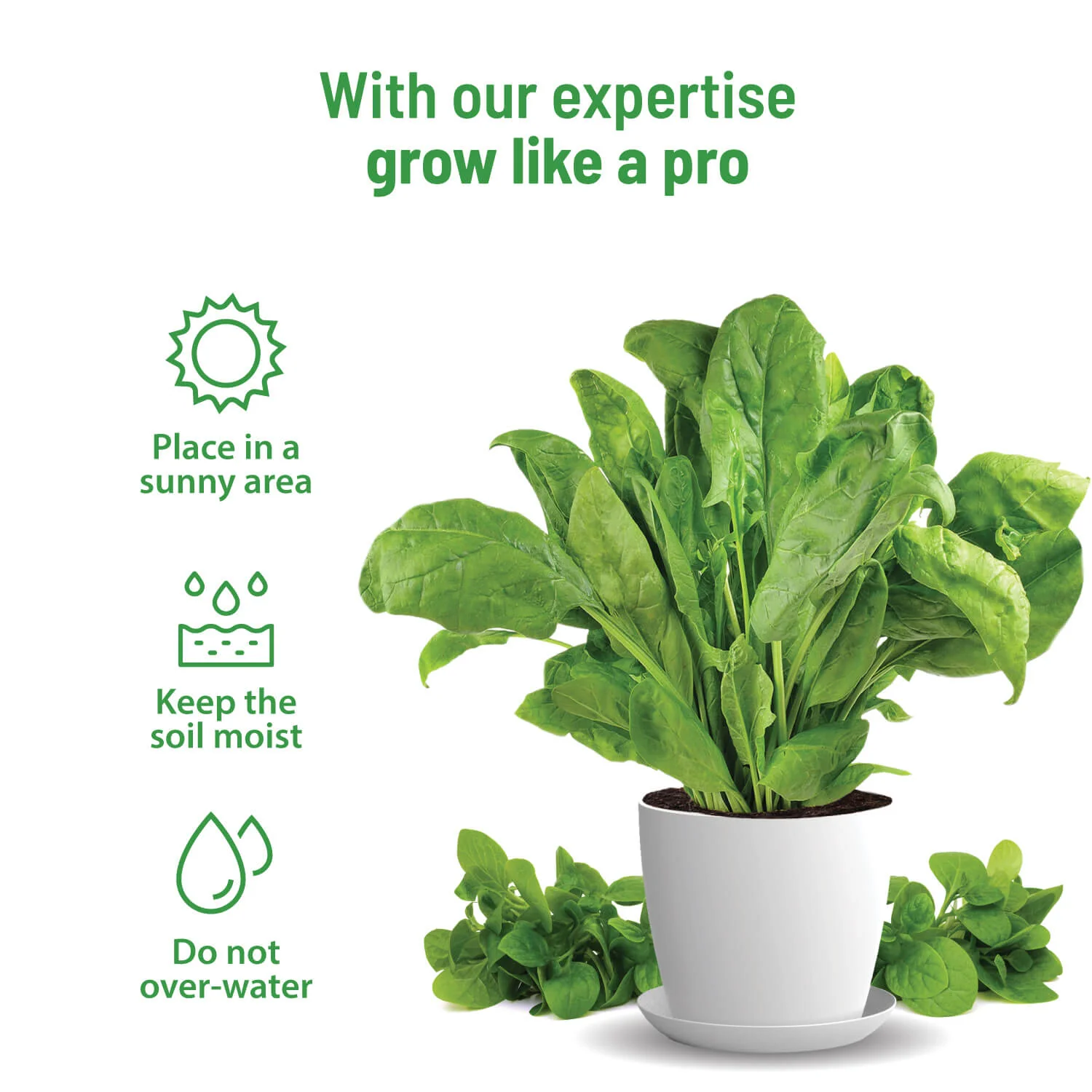 Spinach Grow Kit - Image 3