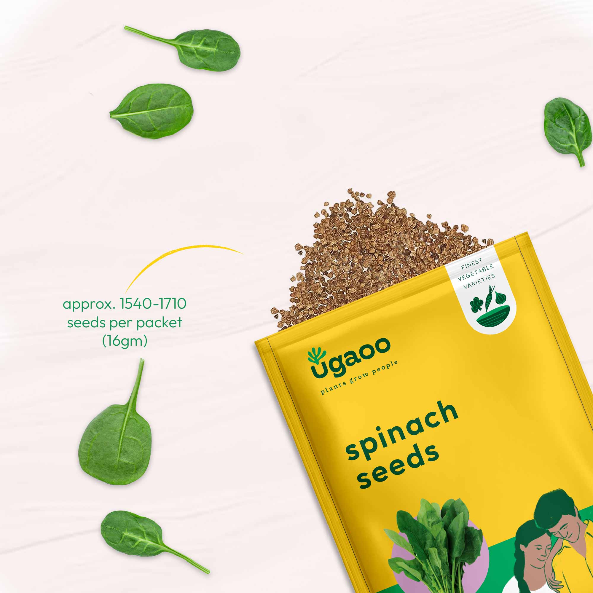 Spinach Seeds (Palak) - Image 3
