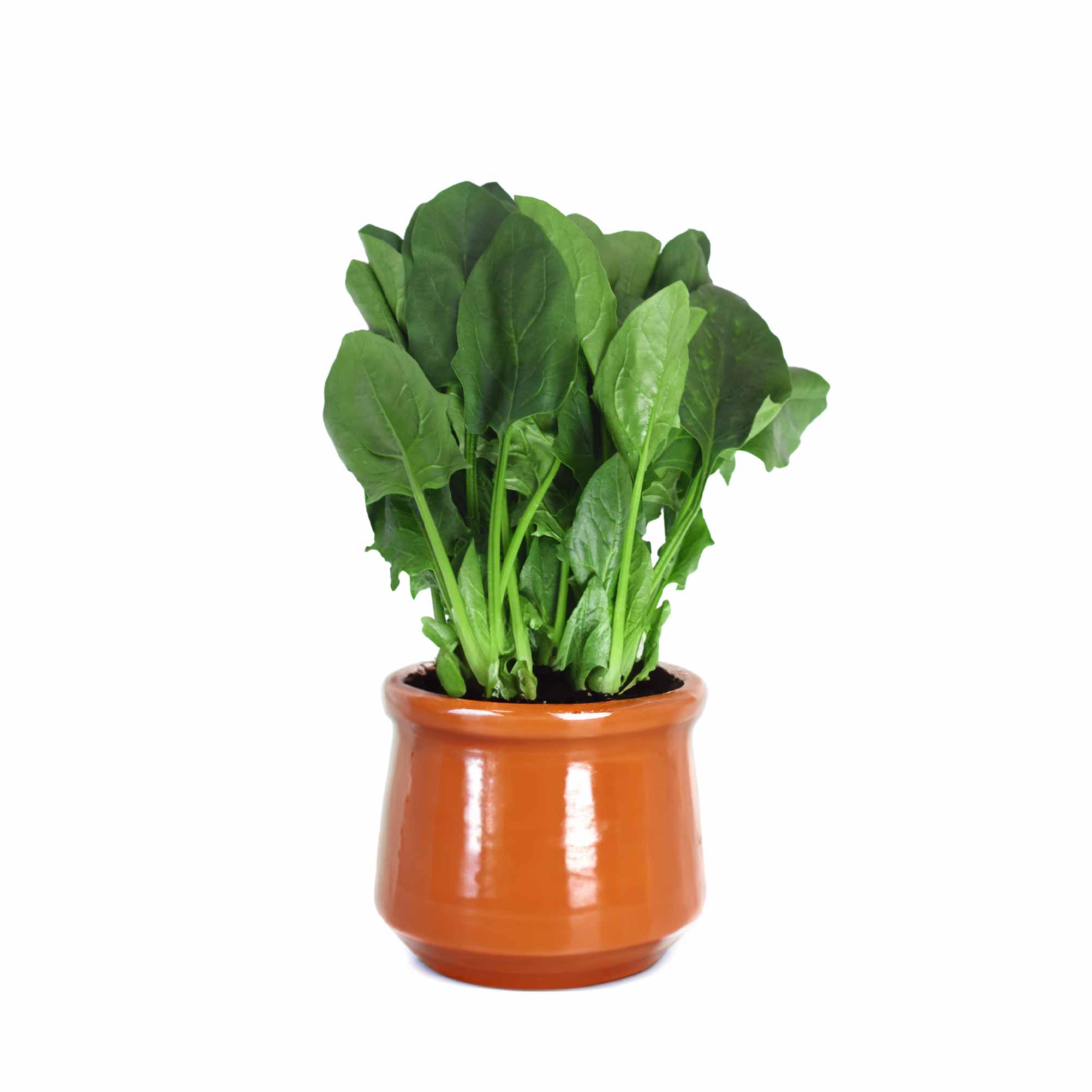 Spinach Seeds (Palak) - Image 9