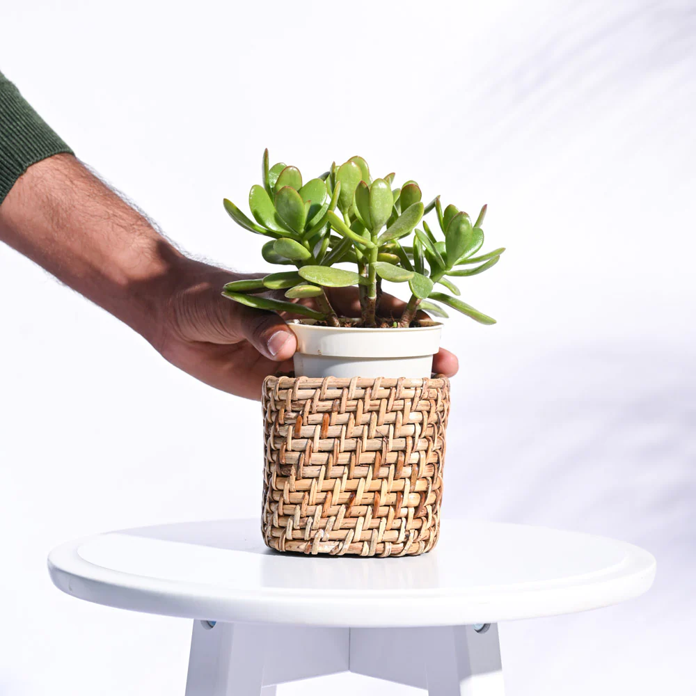 Square Cane Planter - Image 10