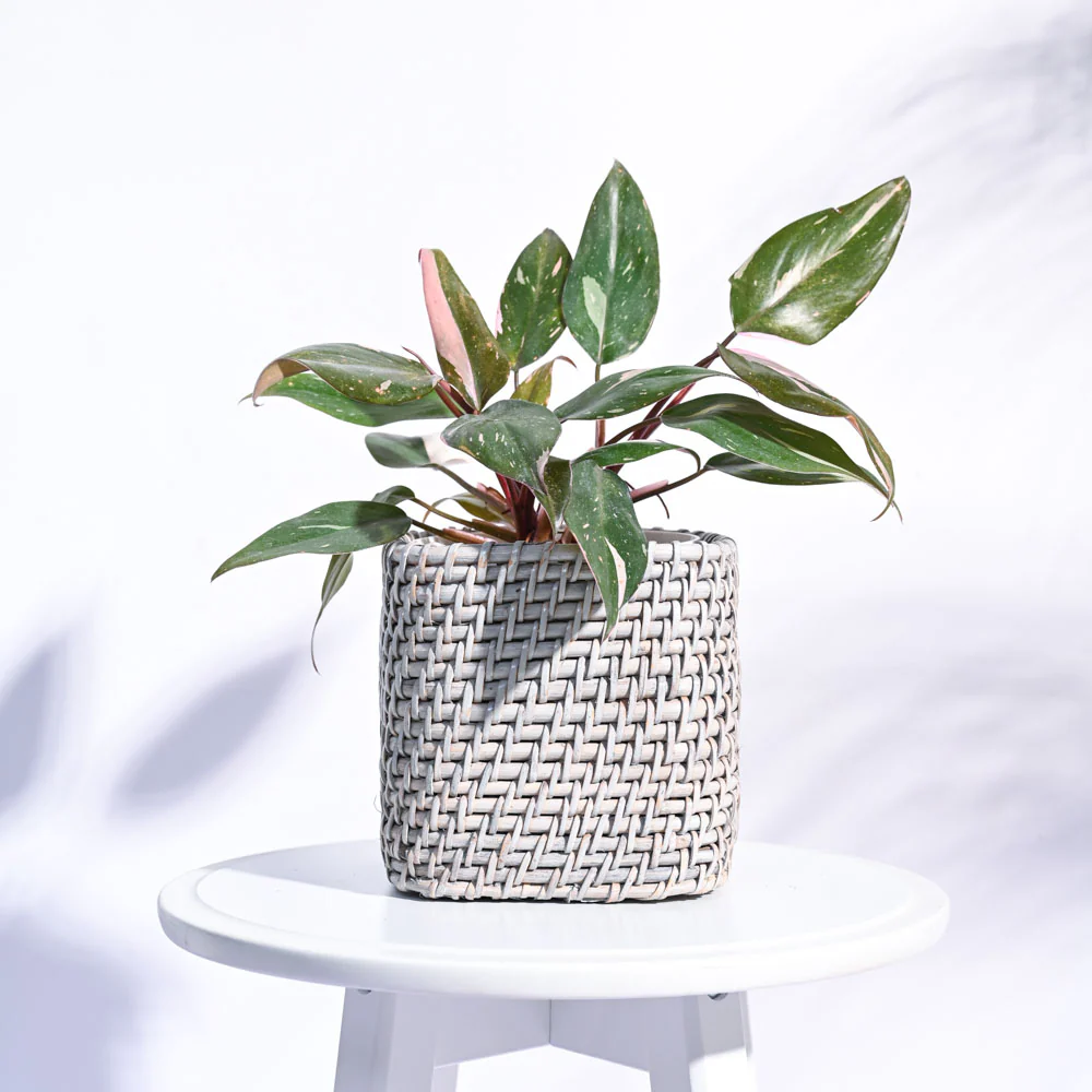 Square Cane Planter - Image 12