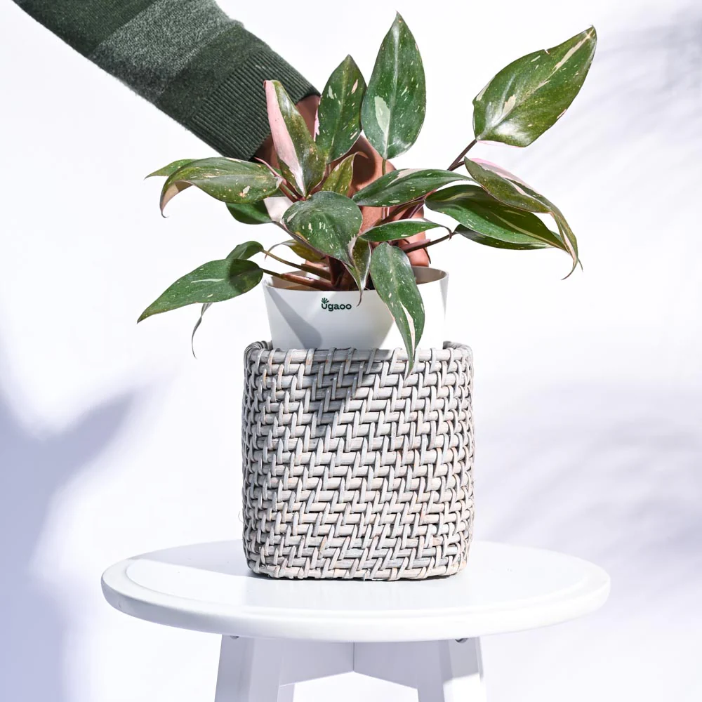 Square Cane Planter - Image 15