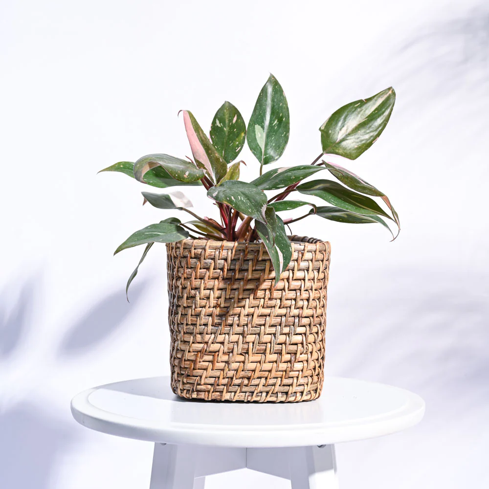 Square Cane Planter - Image 17