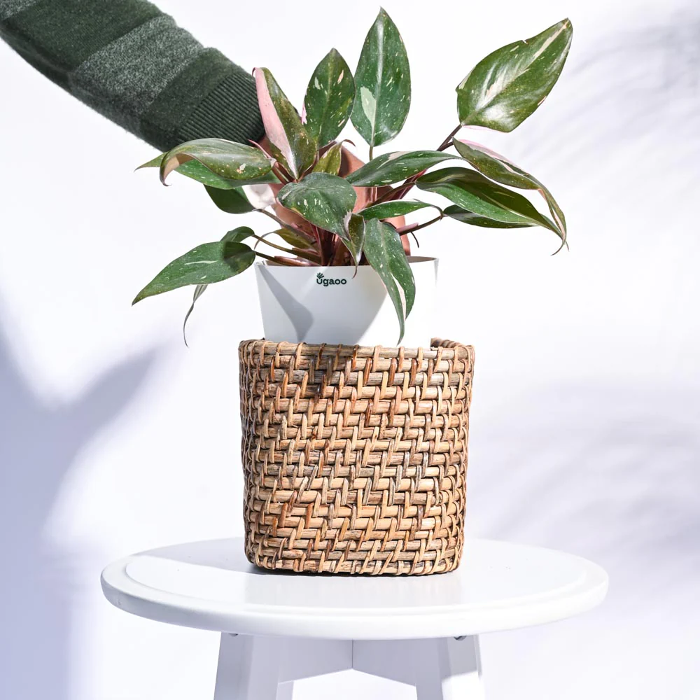 Square Cane Planter - Image 20