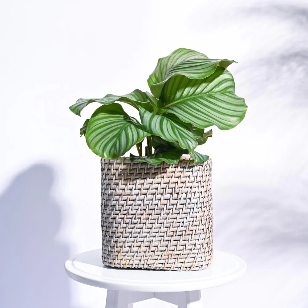 Square Cane Planter - Image 22