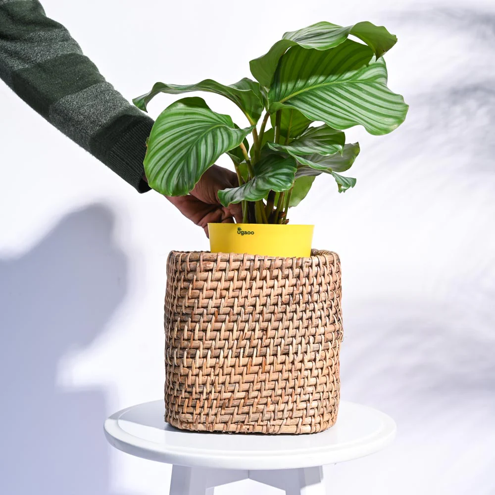Square Cane Planter - Image 29