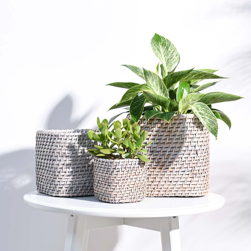 Square Cane Planter - Image 31