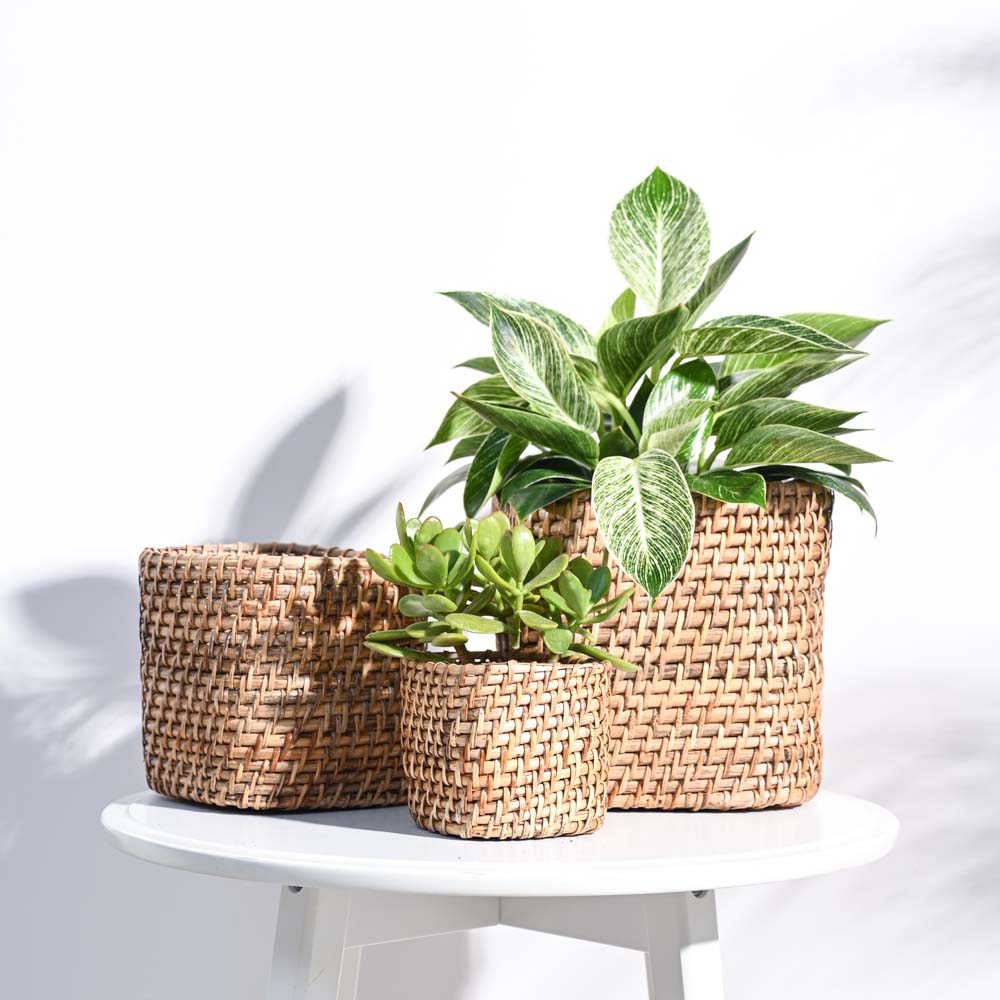 Square Cane Planter - Image 35