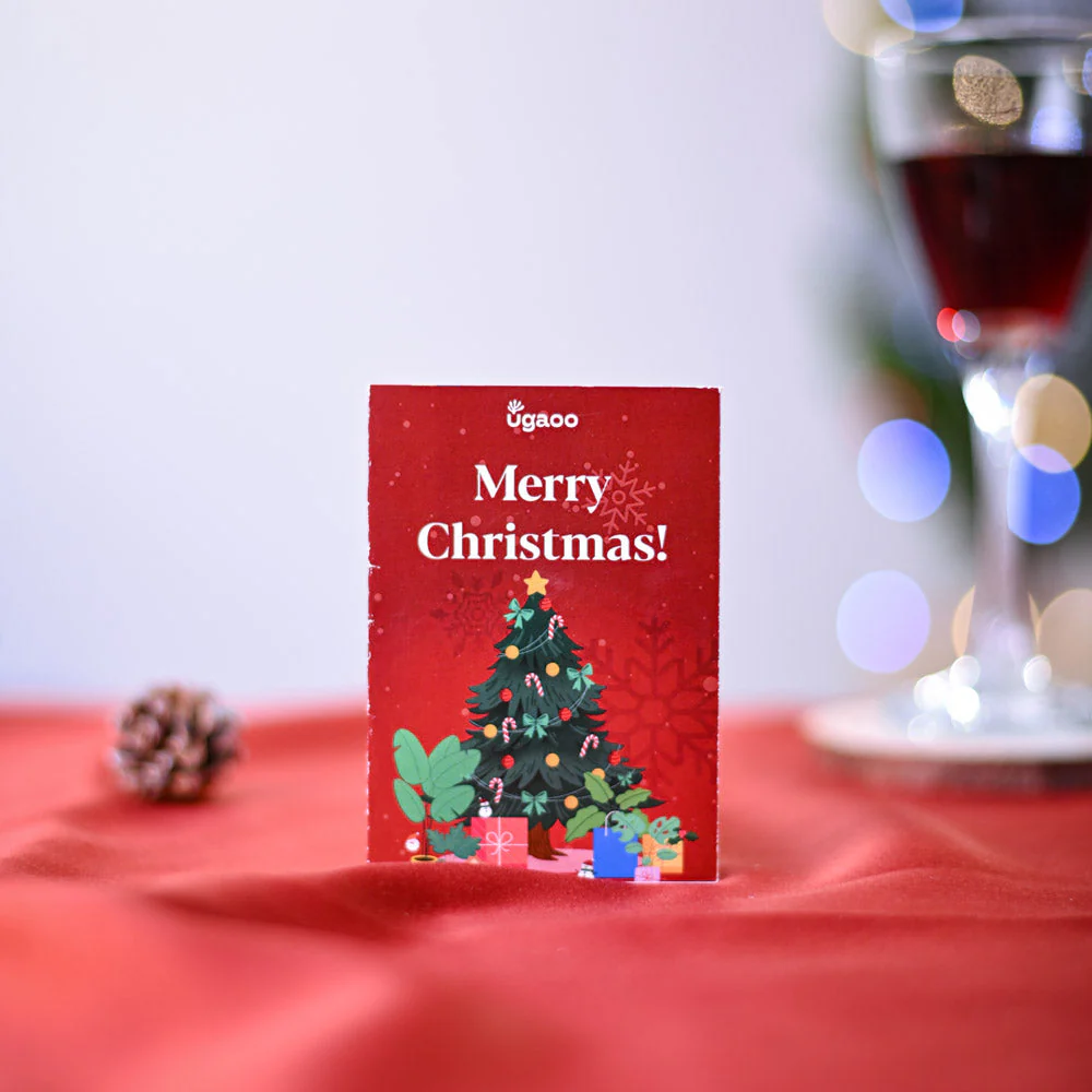 Stromanthe Triostar Plant Christmas Hamper - Image 3