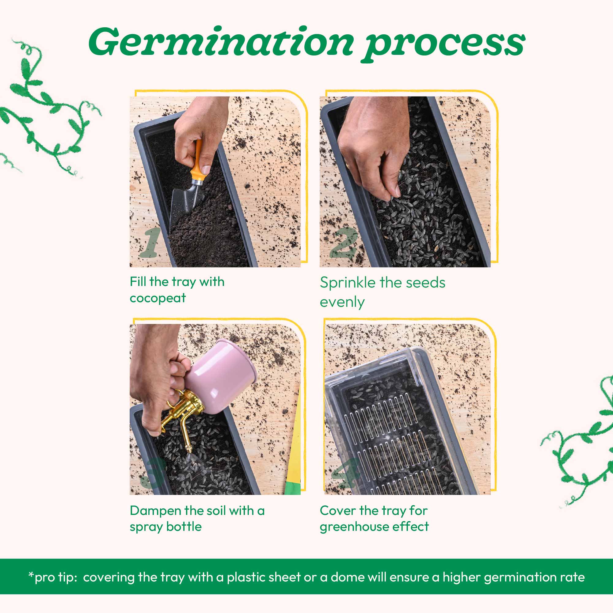Sunflower Oil Seeds - Image 13