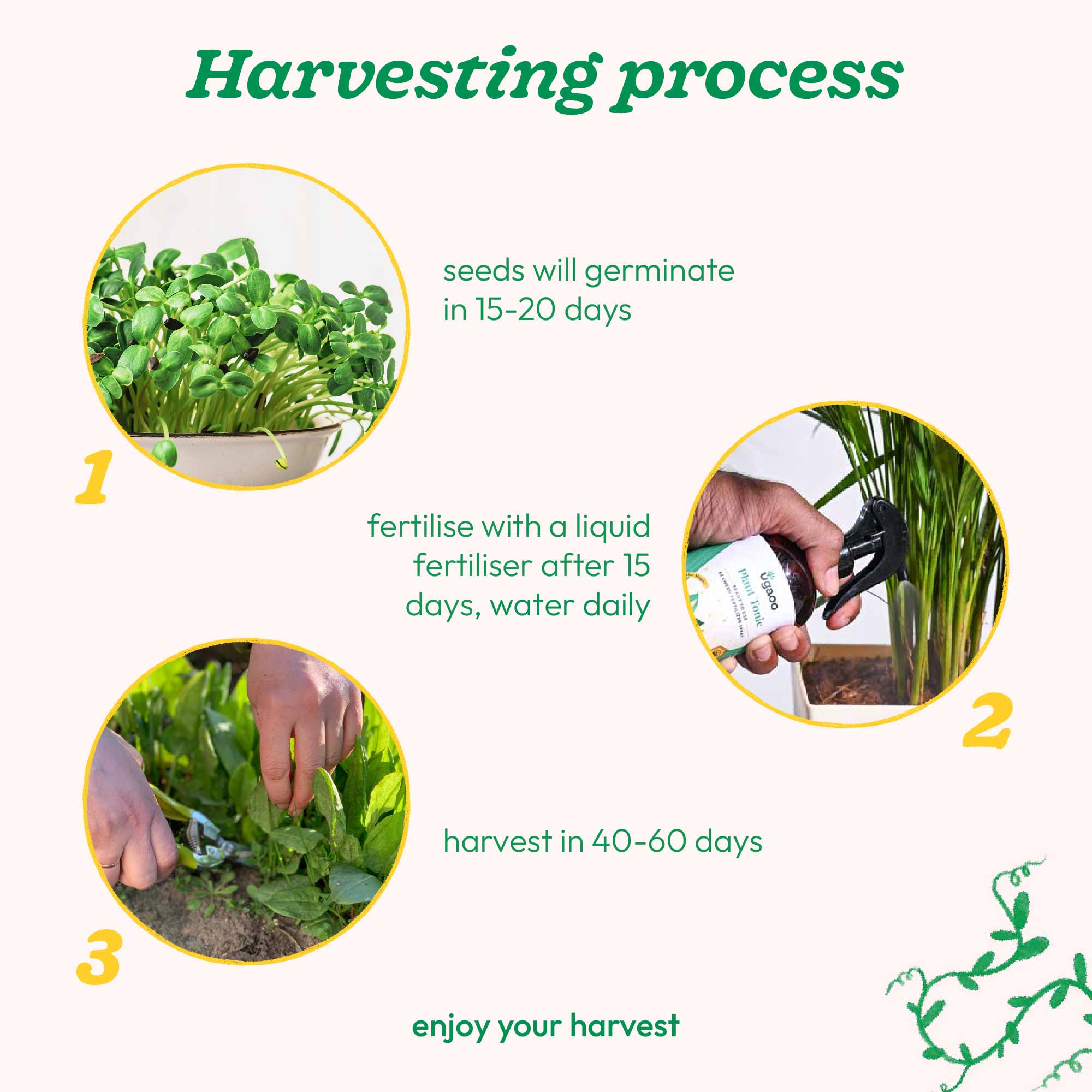 Sunflower Oil Seeds - Image 5