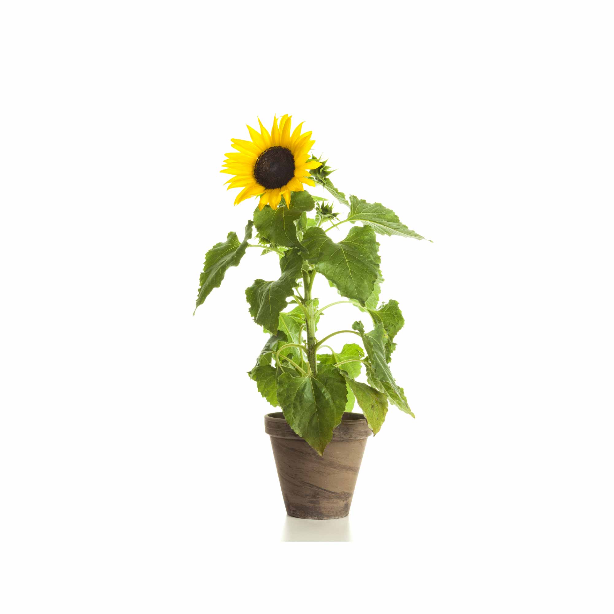 Sunflower Oil Seeds - Image 9